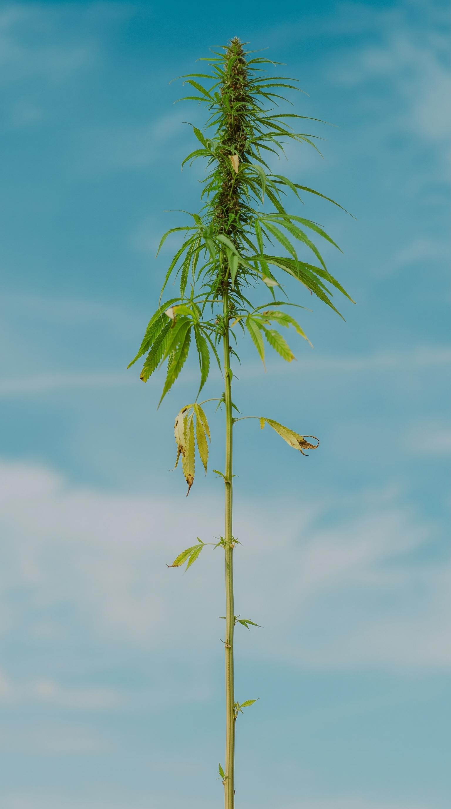 A hemp plant, full height, against a blue sky