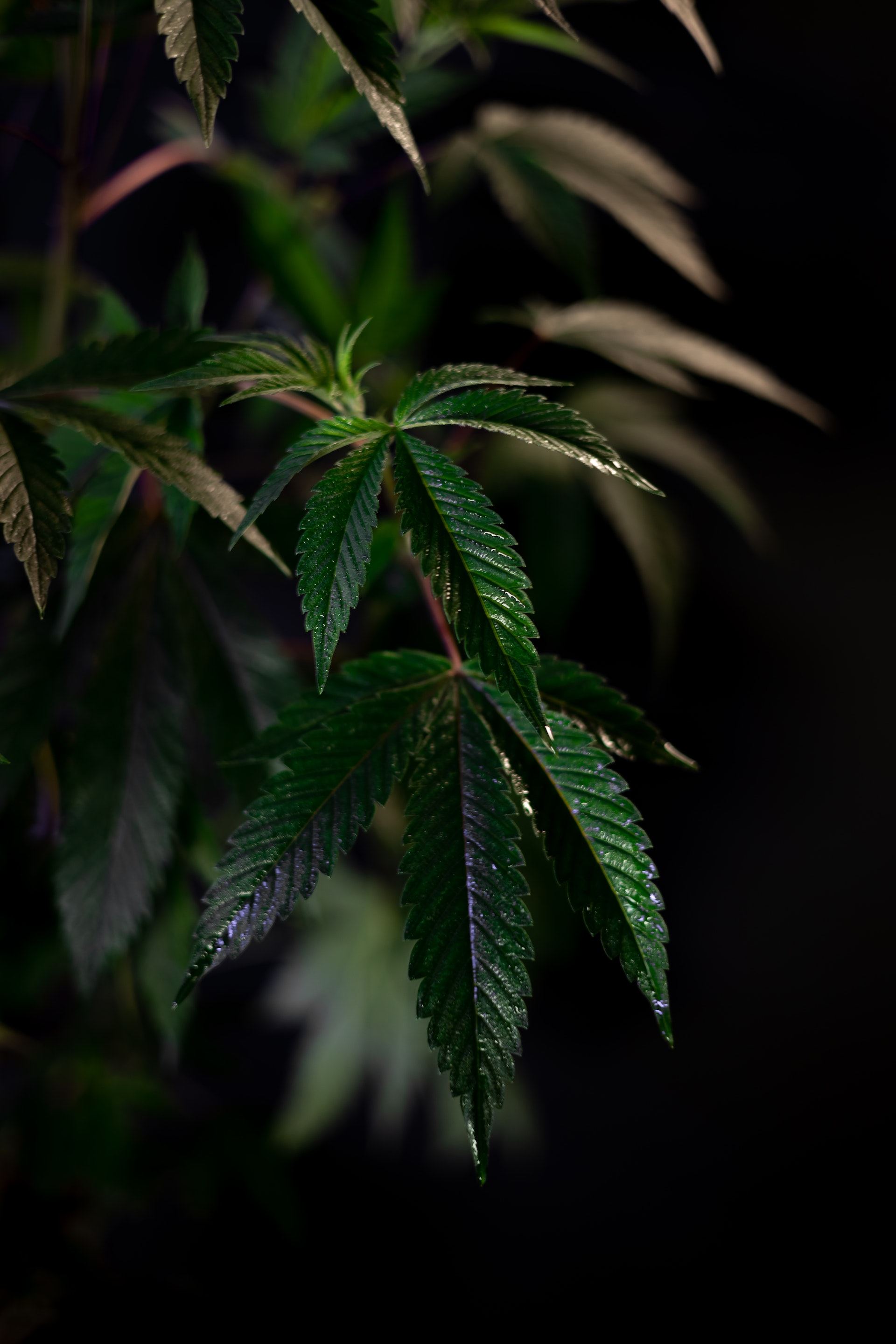 Hemp leaves in low light